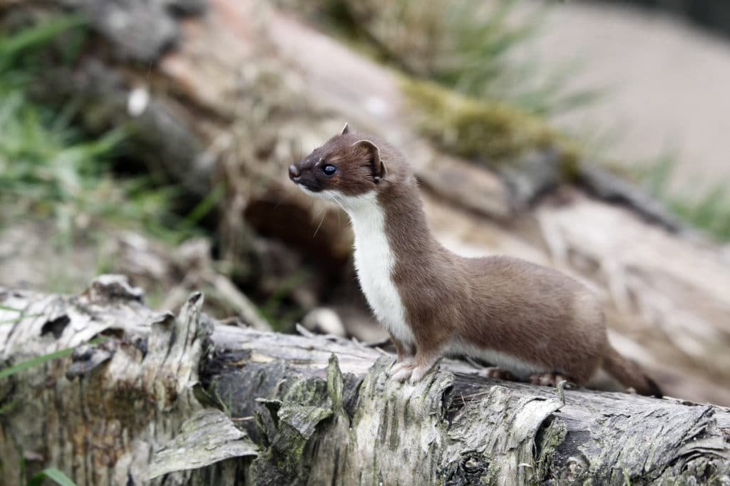 Stoat, Mustela erminea