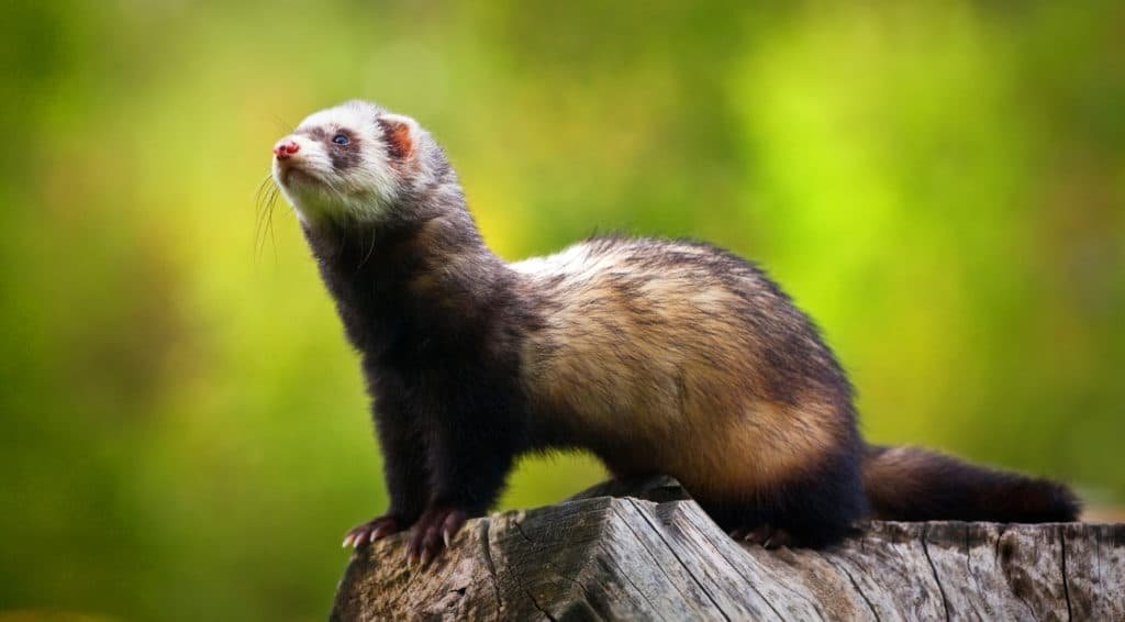 Ferret standing on a rock