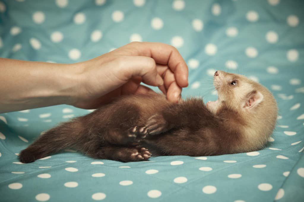 Pet ferret
