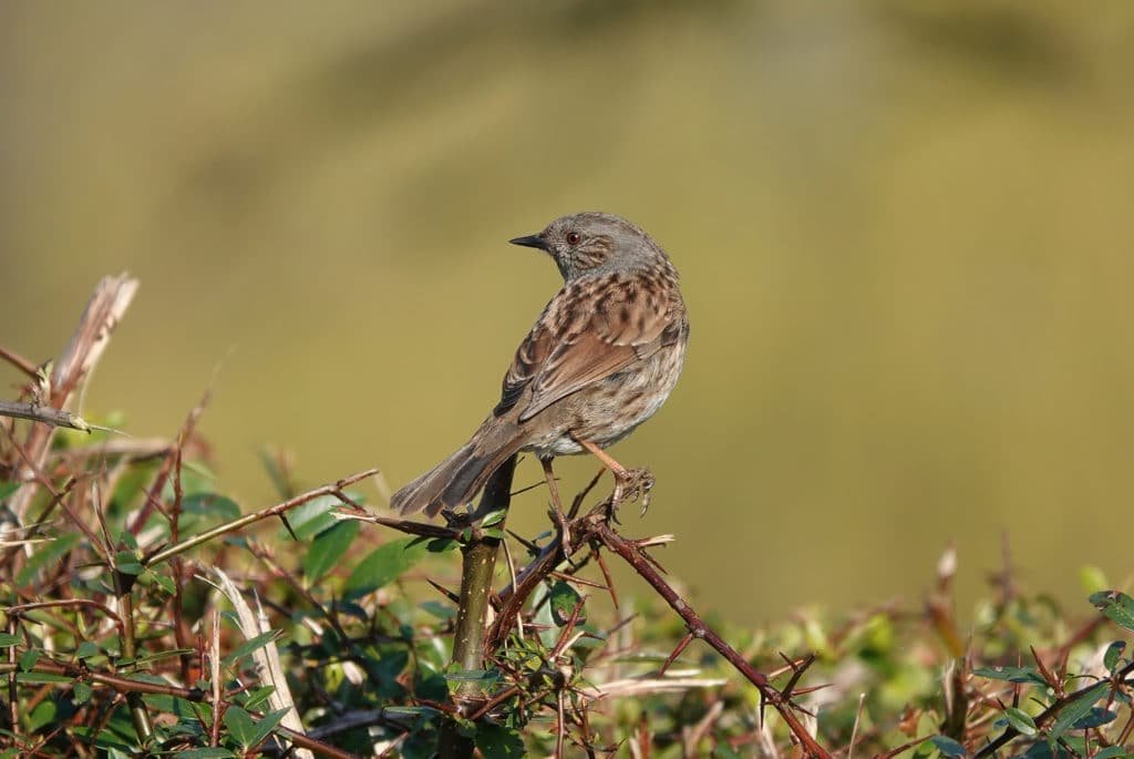 A closeup shot of a dunnock bird perched on a bush