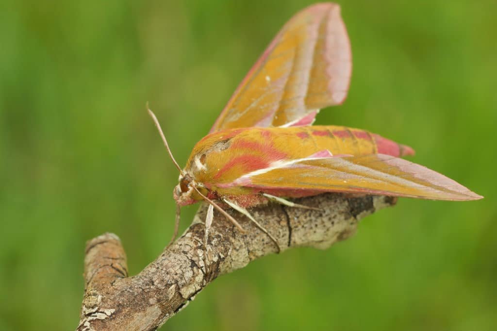 A shallow focus of a large elephant hawk moth