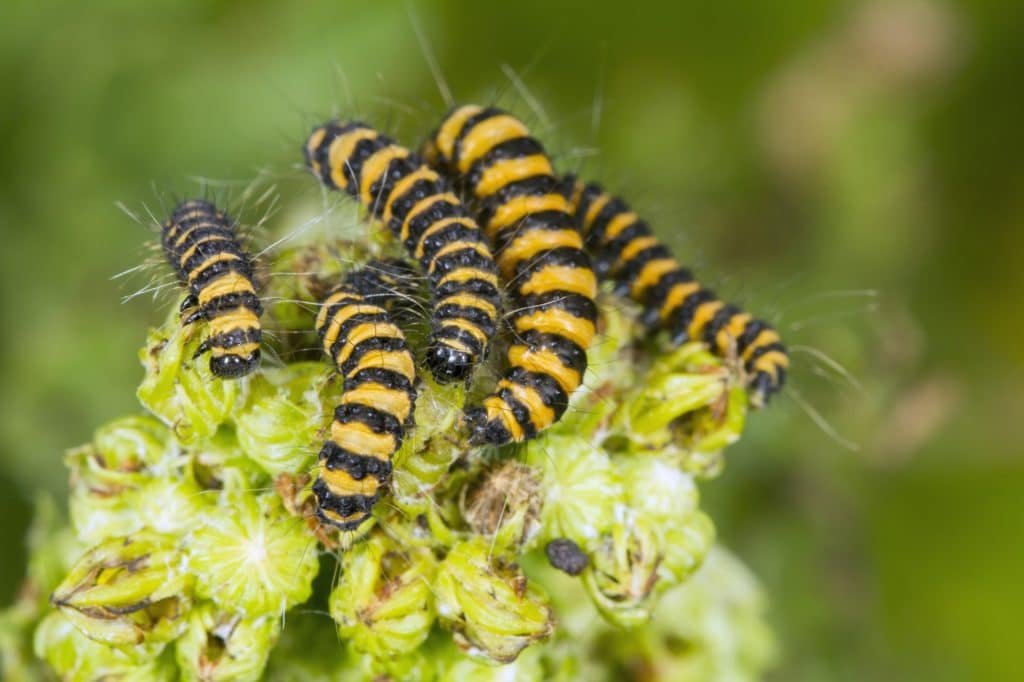 Cinnabar moth caterpillar