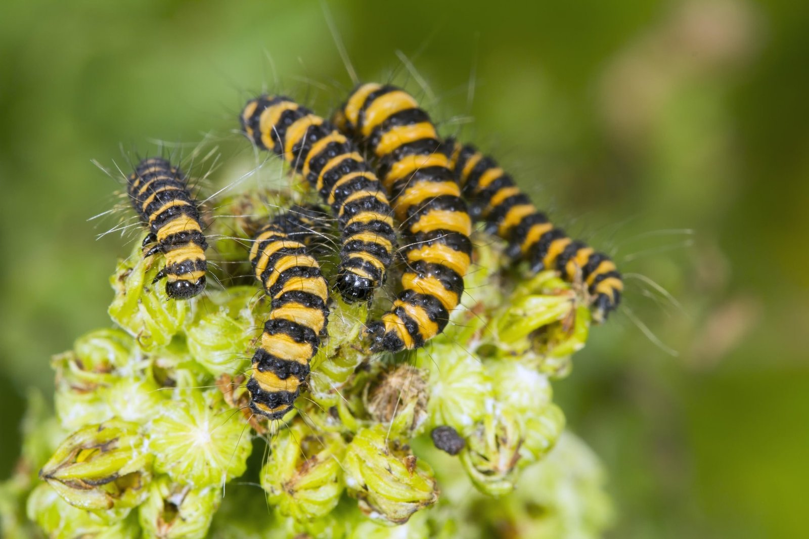 Cinnabar Moth (Tyria jacobaeae), caterpillars, feeding on Ragwort