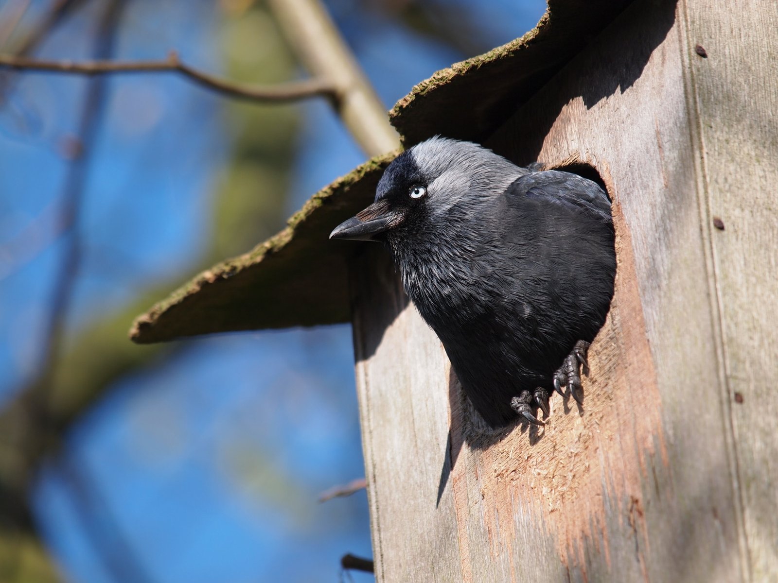 Jackdaw in nest box