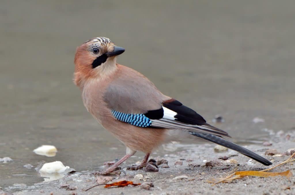 jay in natural habitat (Garrulus Glandarius)