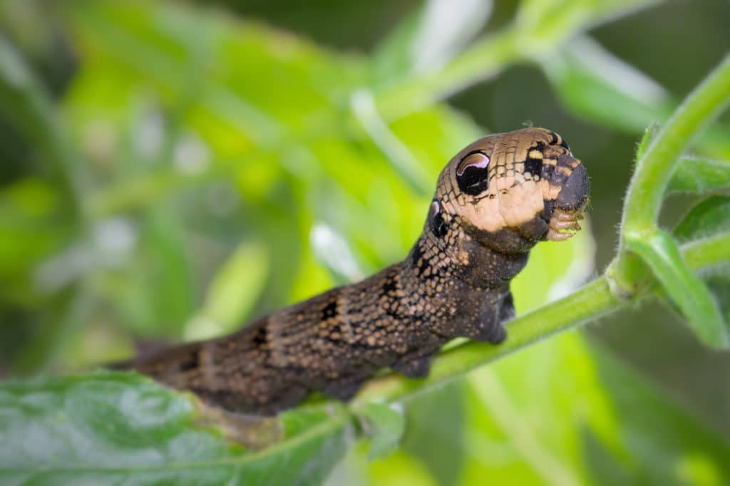 Elephant hawk moth caterpillar