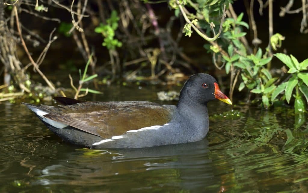 common moorhen