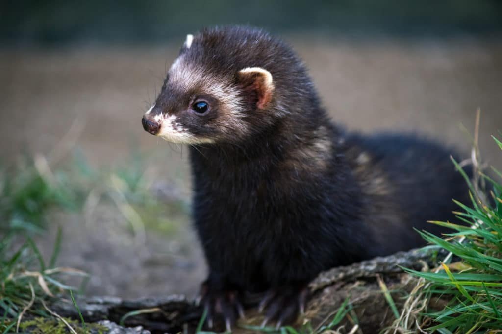 European Polecat (mustela putorius)