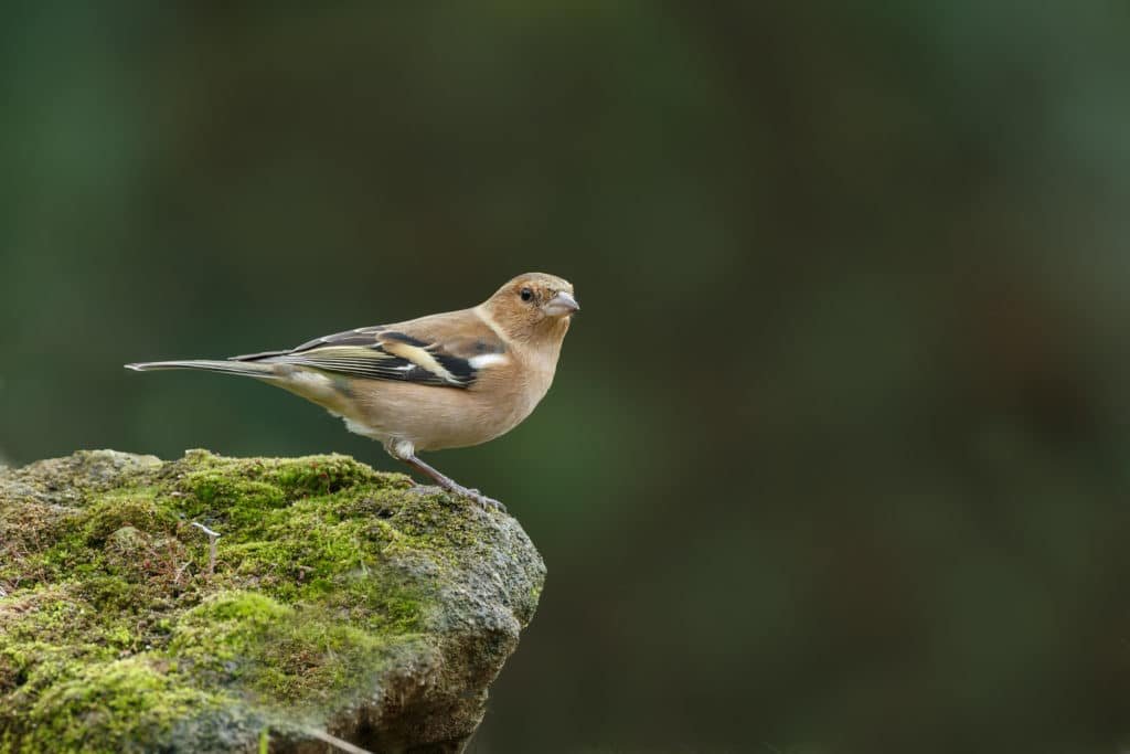 Female Chaffinch