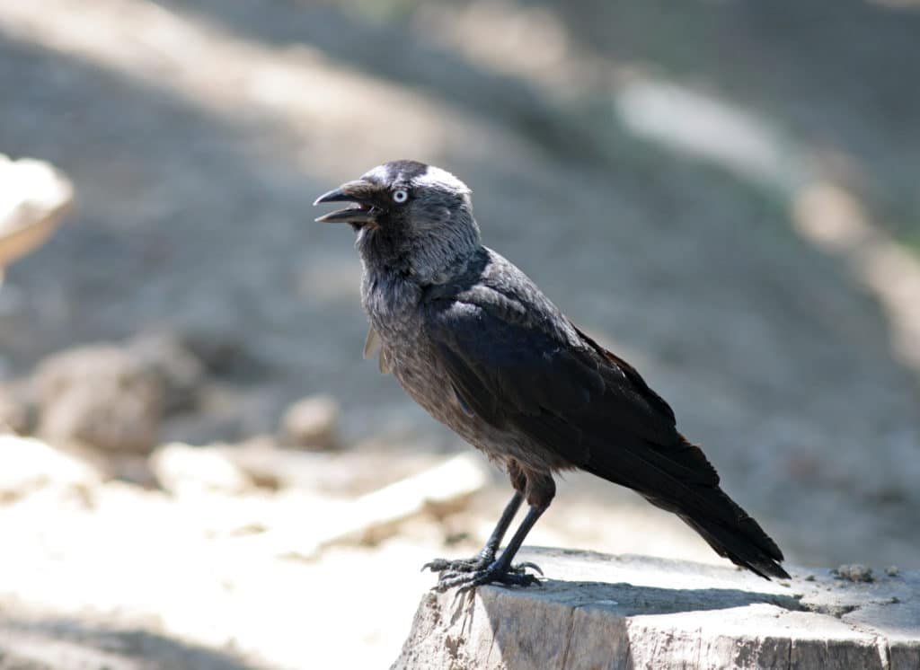 The Jackdaw (Corvus monedula)