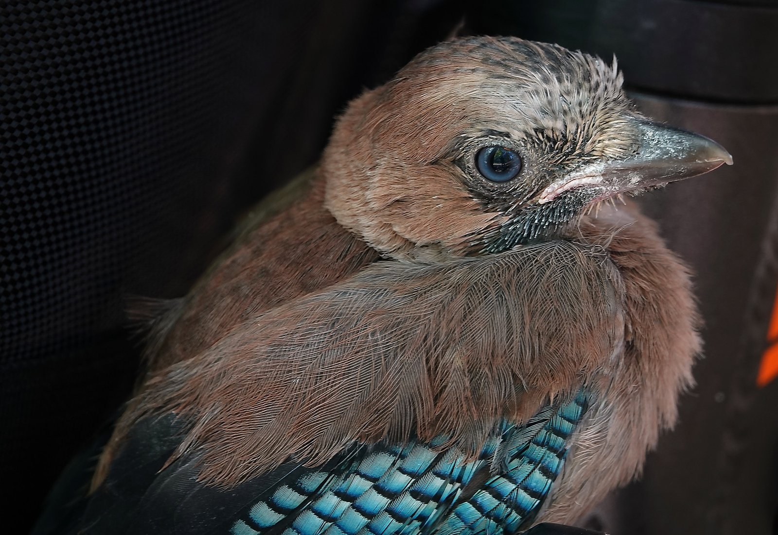 Wild bird Jay and its nest chicks