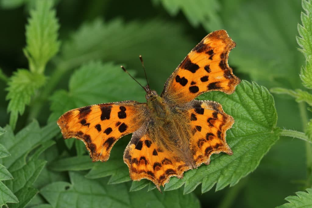 A pretty Comma Butterfly, Polygonia c-album, resting on stinging nettles