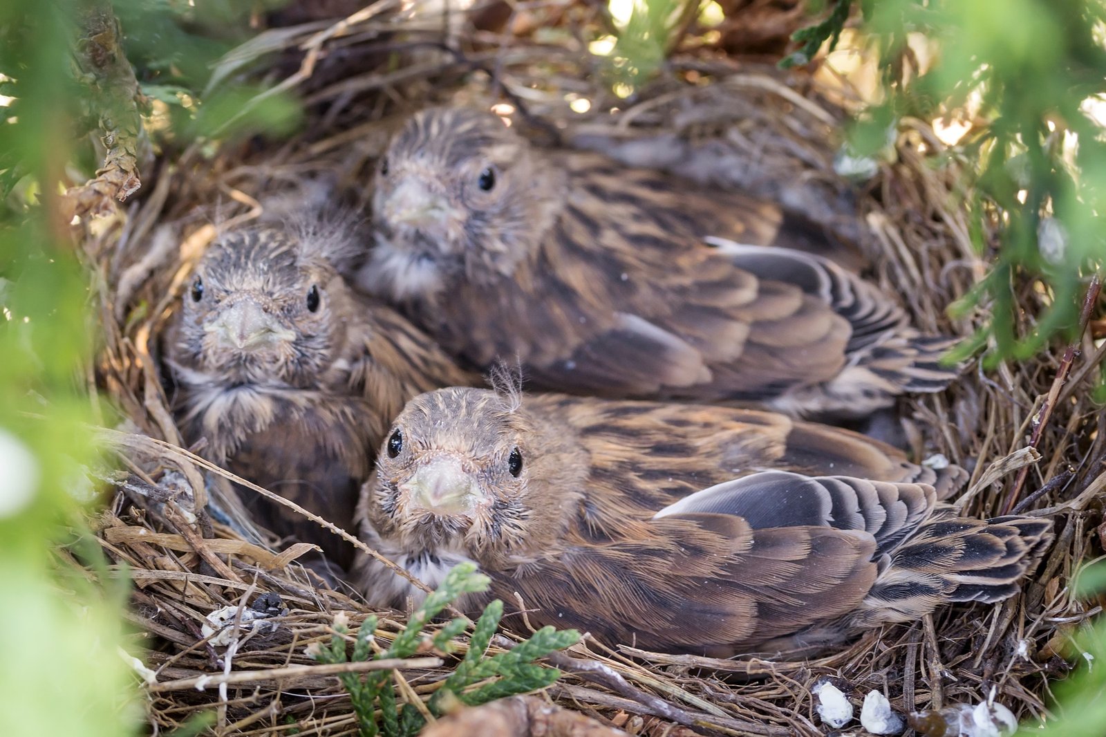 Common Linnet baby birds in a nest
