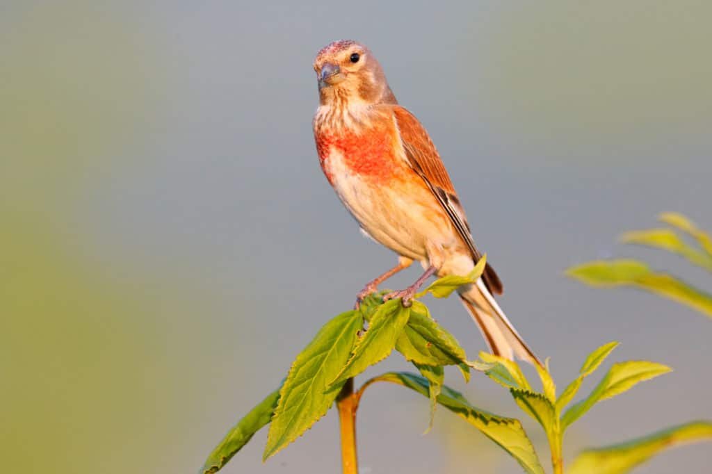 Common linnet, Linaria cannabina, small passerine bird