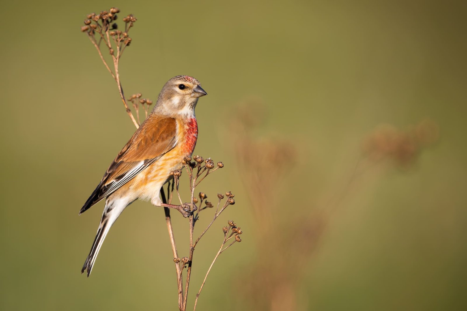 Common linnet resting on a plant on meadow in summer