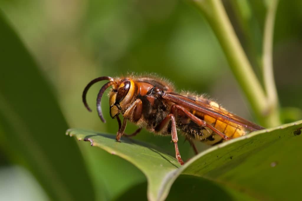 Hornet on leaf
