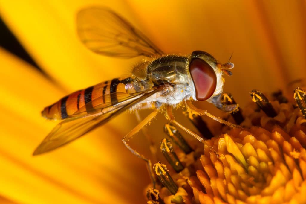 Hoverfly