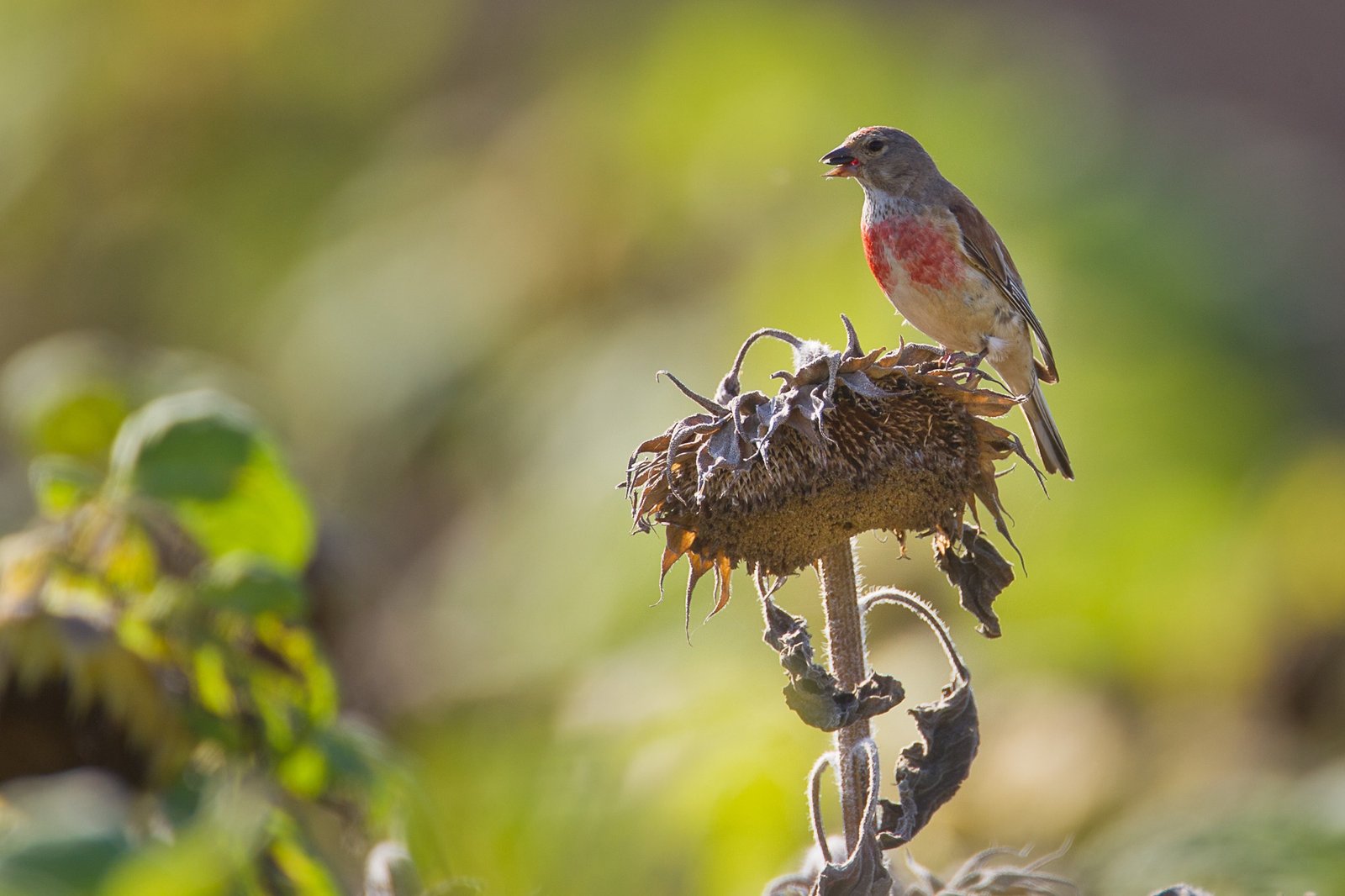 Linnet on a flower