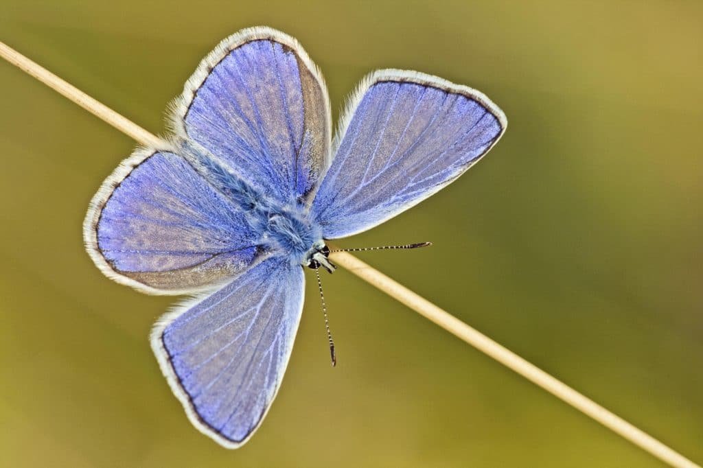 Common Blue (Polyommatus icarus)