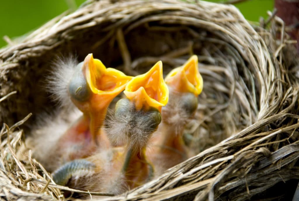 Three baby robins in a nest