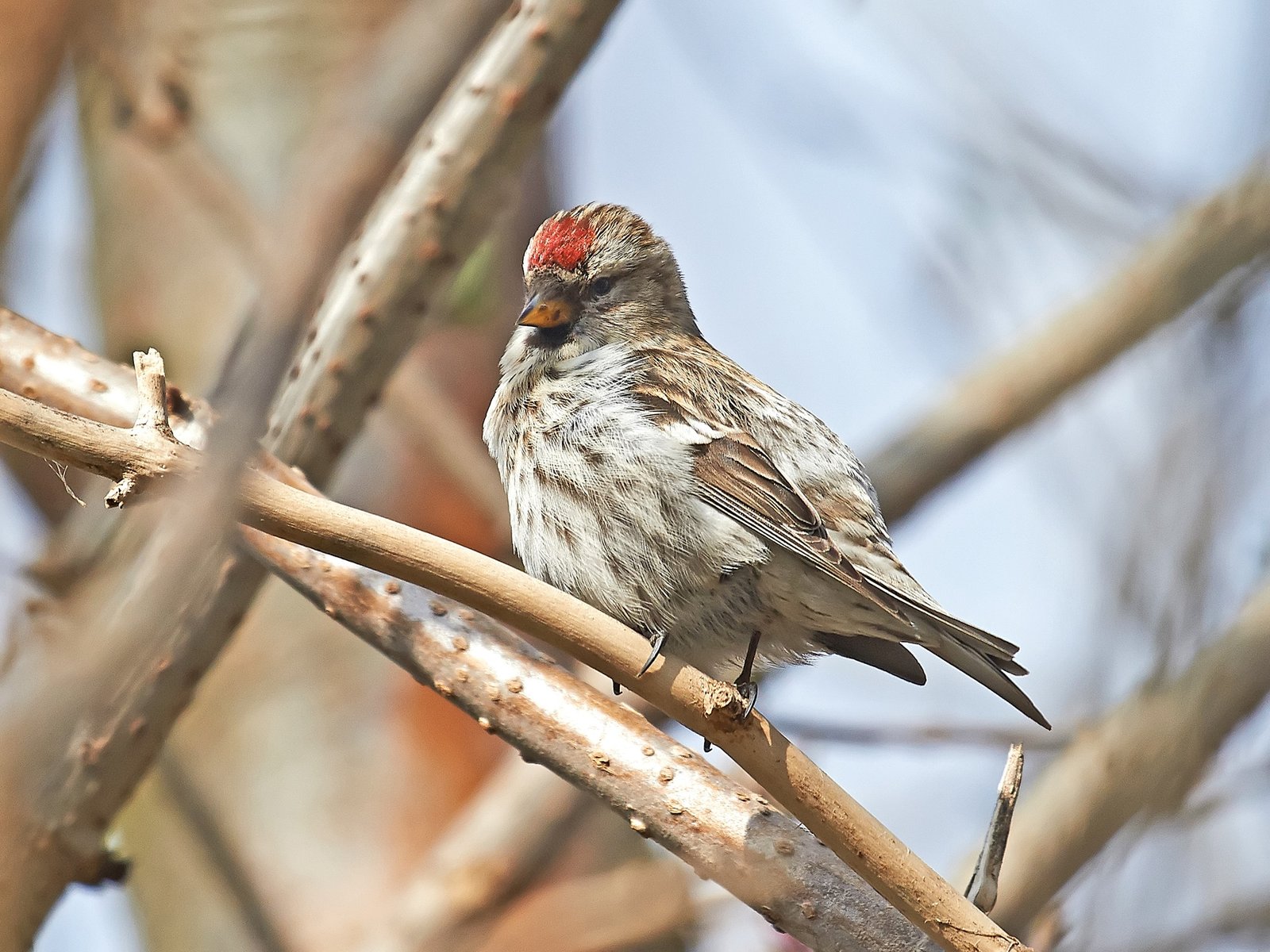 Common Redpoll resting in its natural habitat