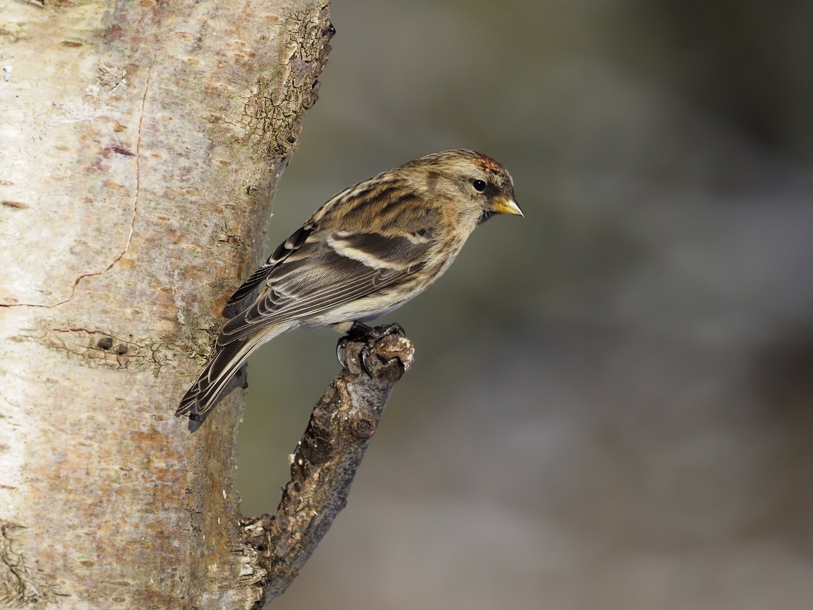 A lesser redpoll rests on a branch