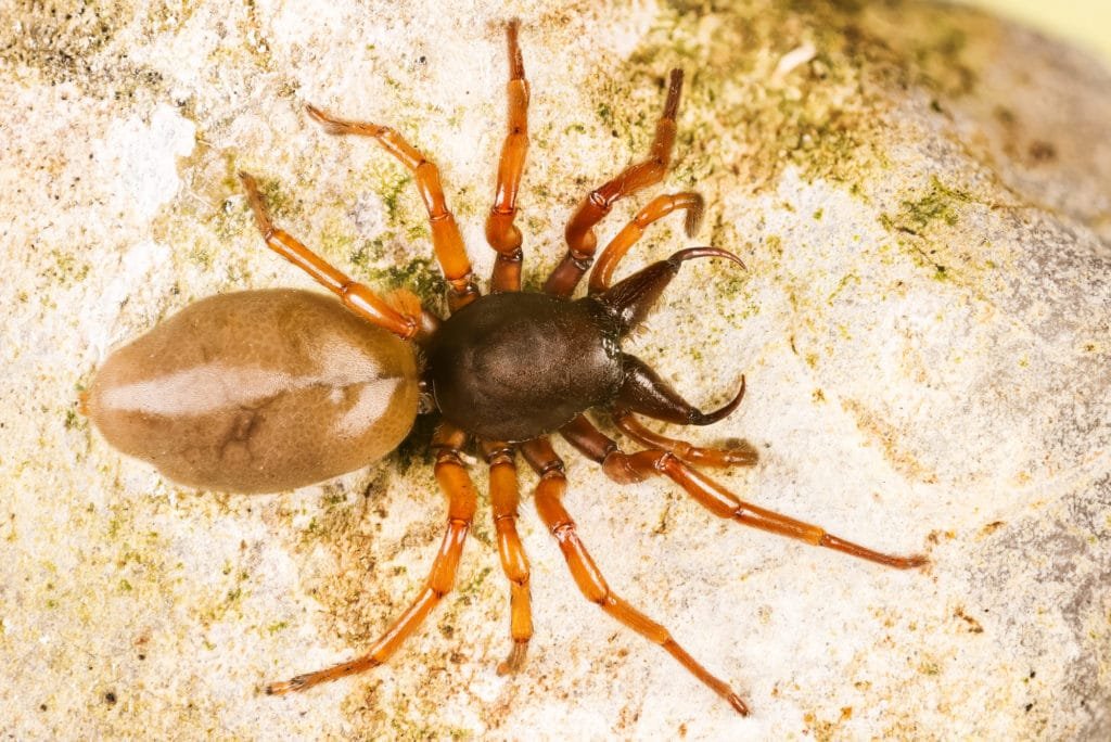 woodlouse spider