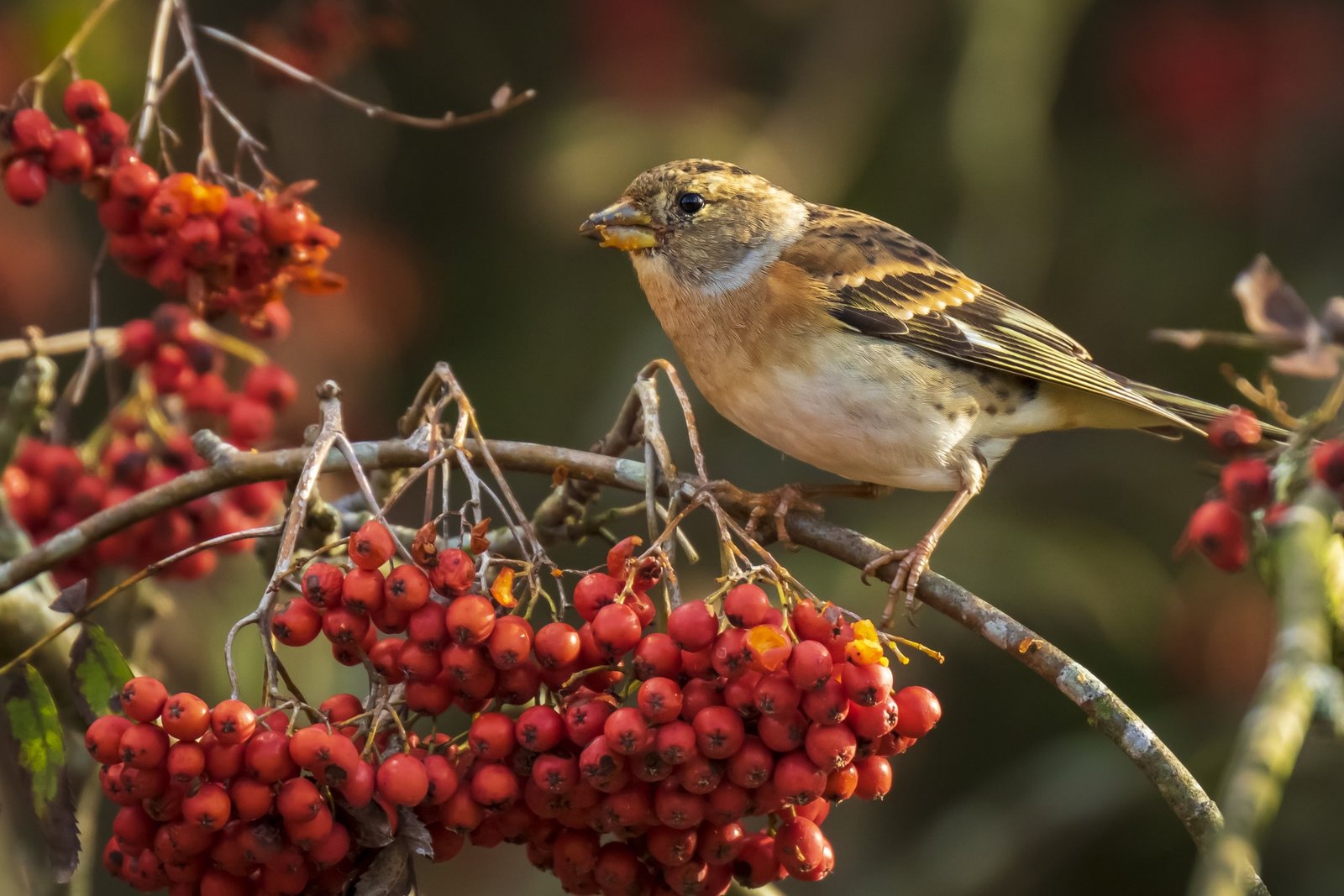 Closeup of a brambling bird, Fringilla montifringilla, in winter plumage feeding orange berries of Sorbus aucuparia