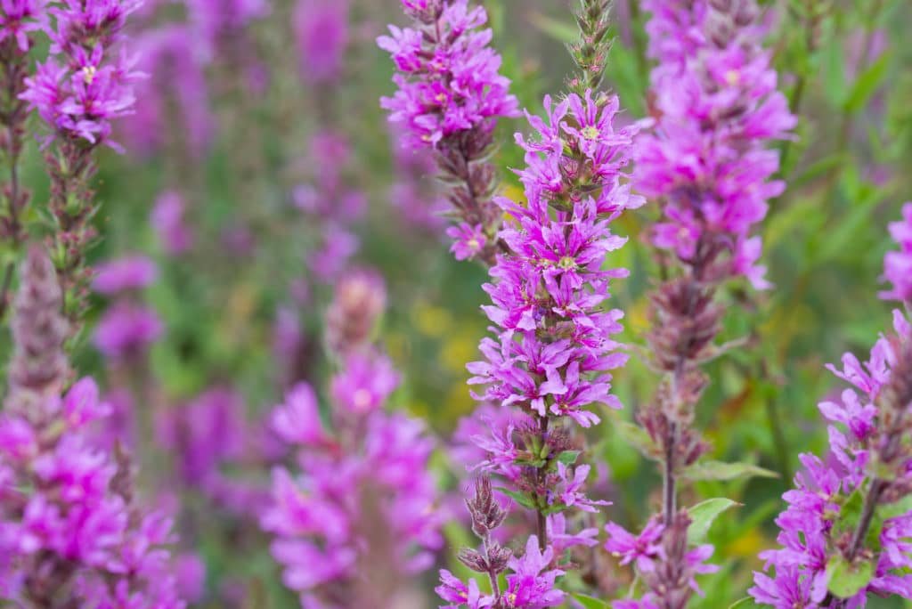 Lythrum salicaria, purple loosestrife flowers