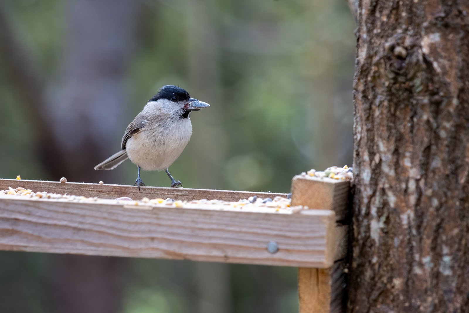 Marsh Tit (Poecile palustris) with a seed in its beak