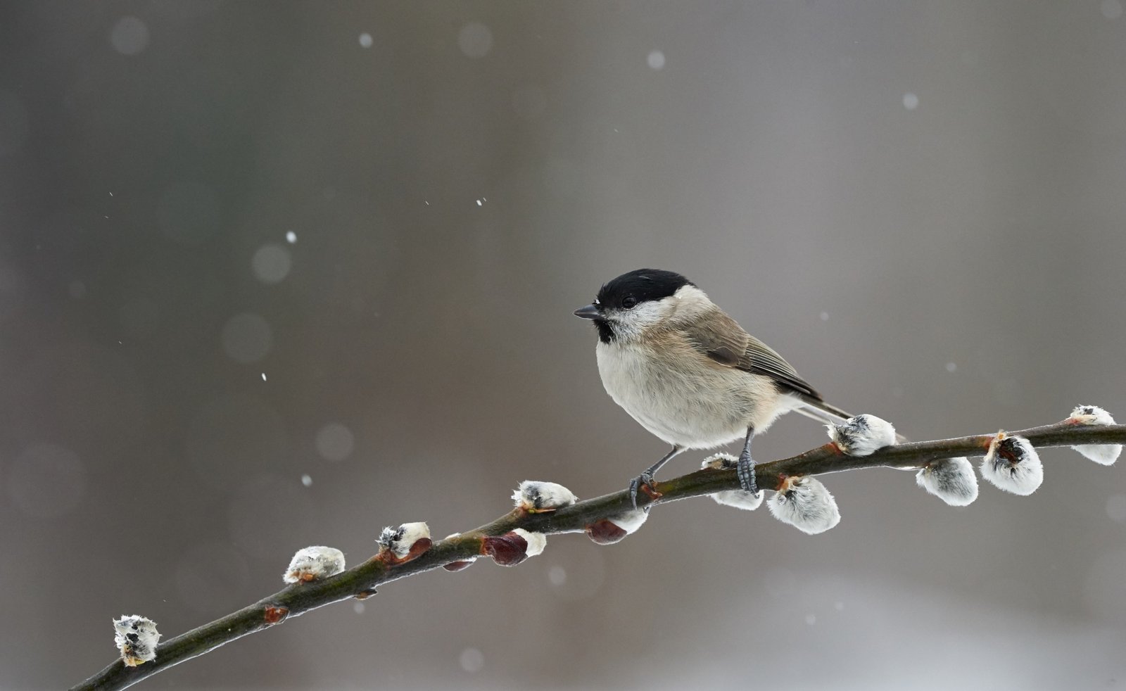 Beautiful Marsh Tit photographed in winter while it's snowing, resting on a branch.