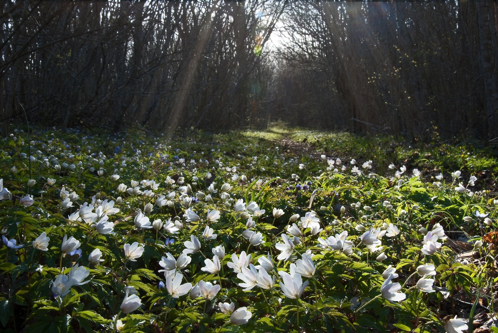 Wood anemones and sunbeams