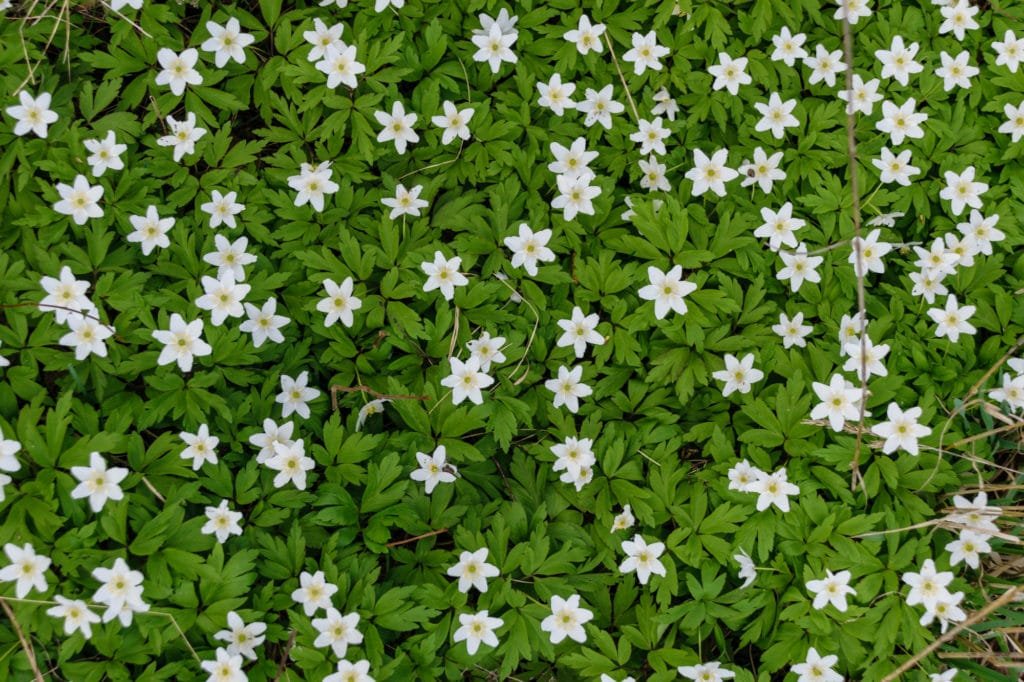 Large field of white anemone flowers in spring