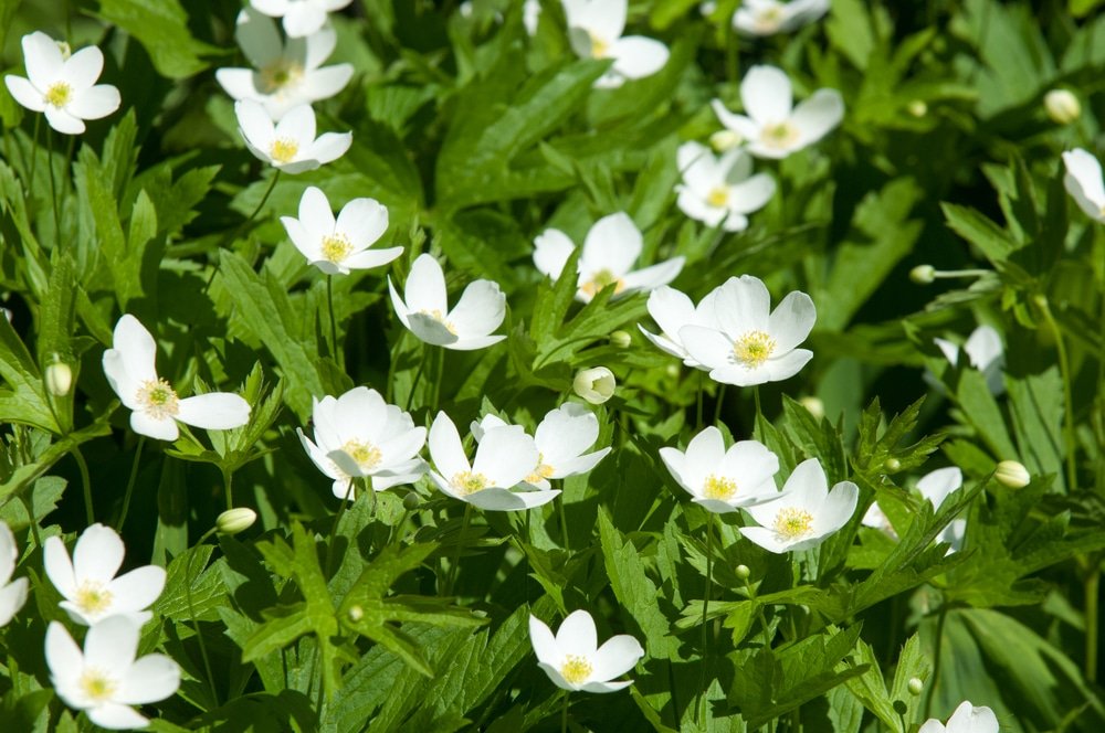 Wood Anemone
