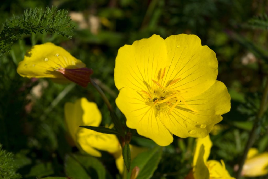 Common Evening Primrose Wildflower - Oenothera Biennis