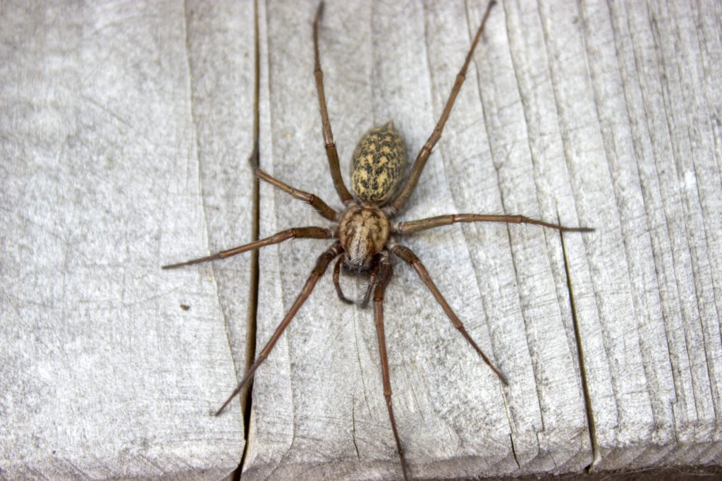 Giant house spider