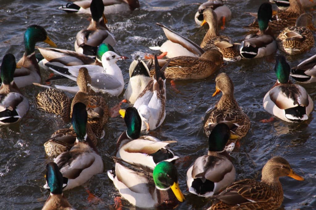 Ducks and little gulls eating in winter on river.