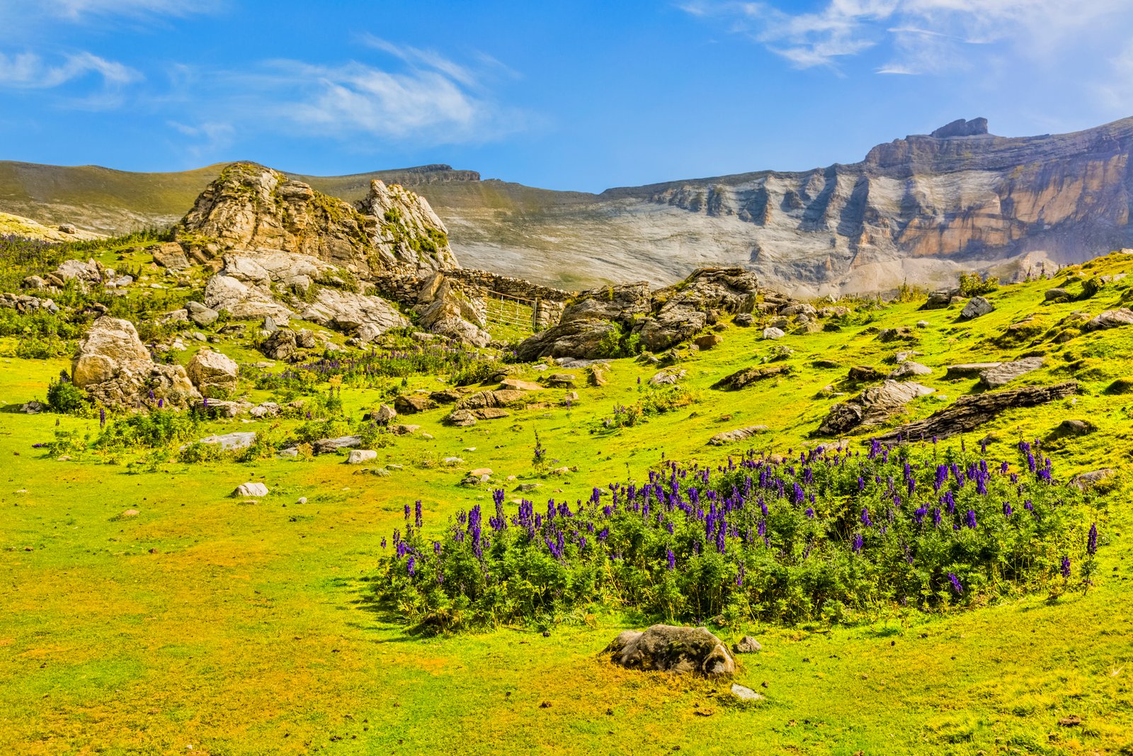 Violet flowers (Aconitum napellus) in the centre of the glacial Circus of Troumouse