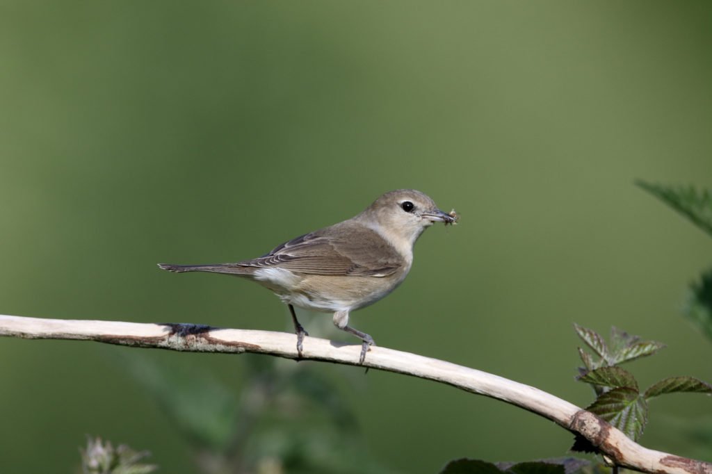 Garden warbler, Sylvia borin, Single bird on perch, Warwickshire, May 2015