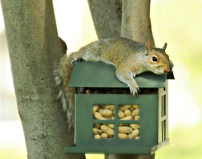 feeding station