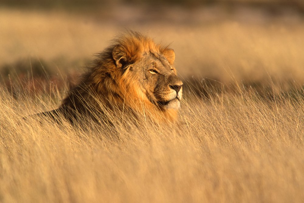 how to shoot wildlife photography