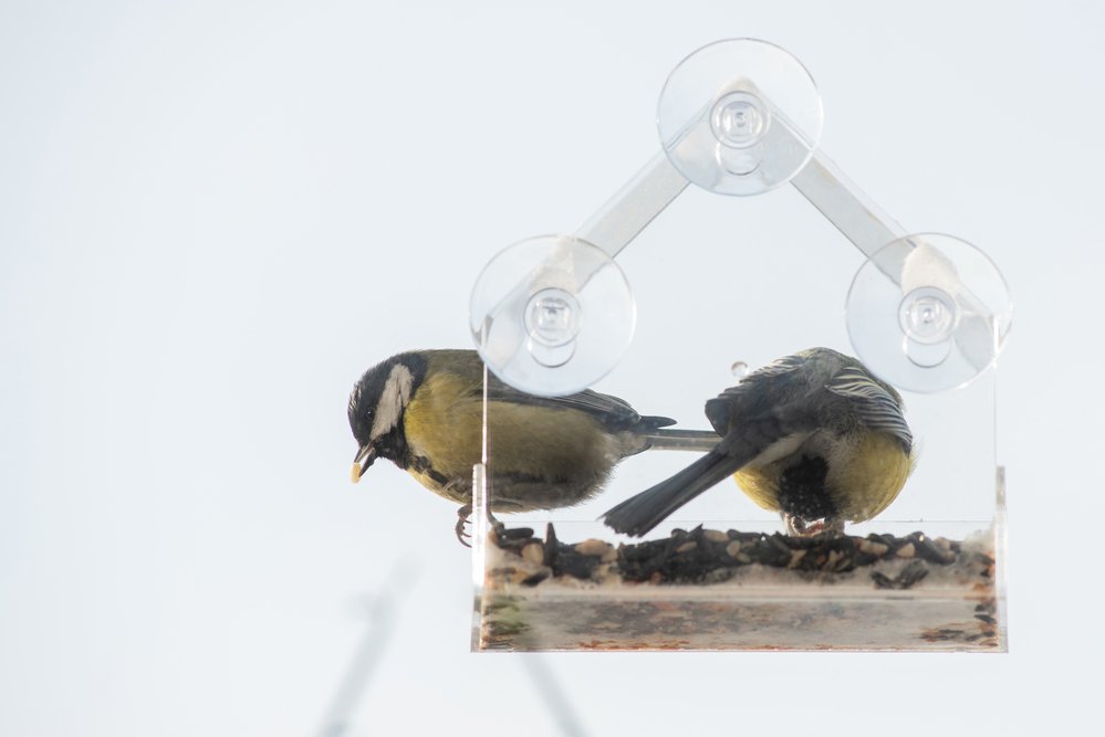 Feeding birds in winter