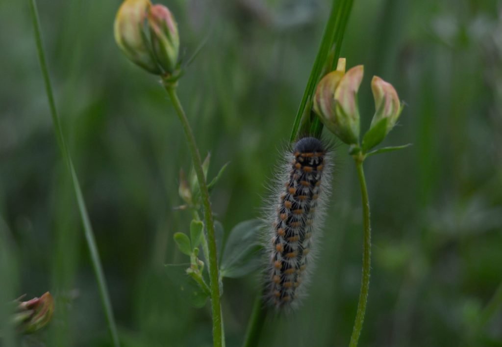 Jersey Tiger Moth Caterpillar in nature on a plant