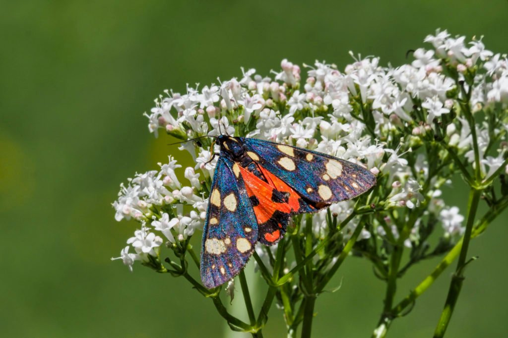 The scarlet tiger moth (Callimorpha dominula, formerly Panaxia dominula) is a colorful moth belonging to the tiger moth subfamily, Arctiinae.