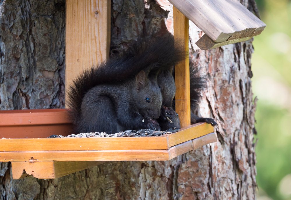Sciurus vulgaris eating sunflower seeds