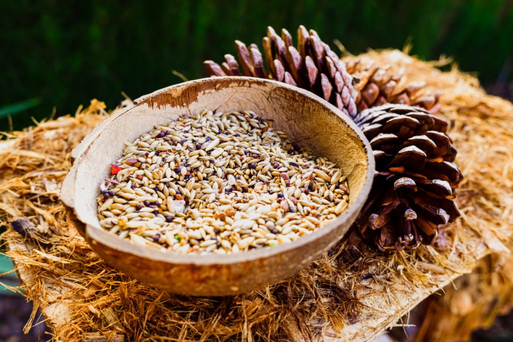Homemade bird feeder with seeds to attract birds.