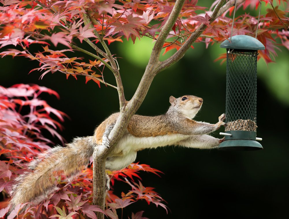 how to squirrel-proof a bird feeder