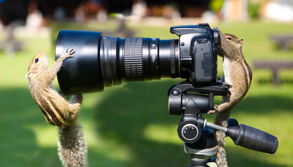 two squirrels playing on the camera