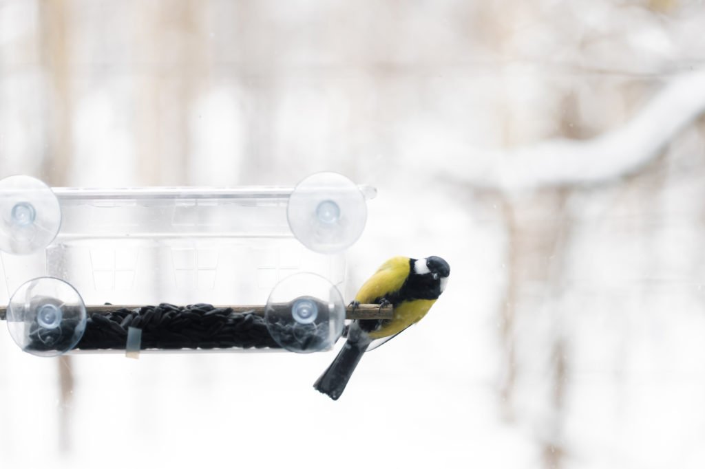 A large tit on the window in the house. Eats food in winter. Parus major
