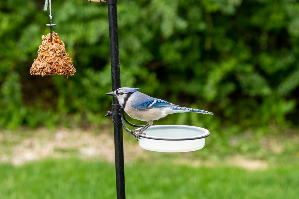 blue jay bathing in a bowl